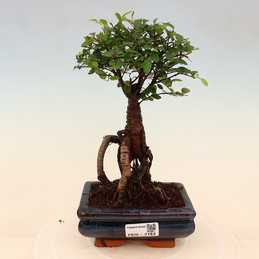 Kamerbonsai - Ulmus parvifolia - Winteriep