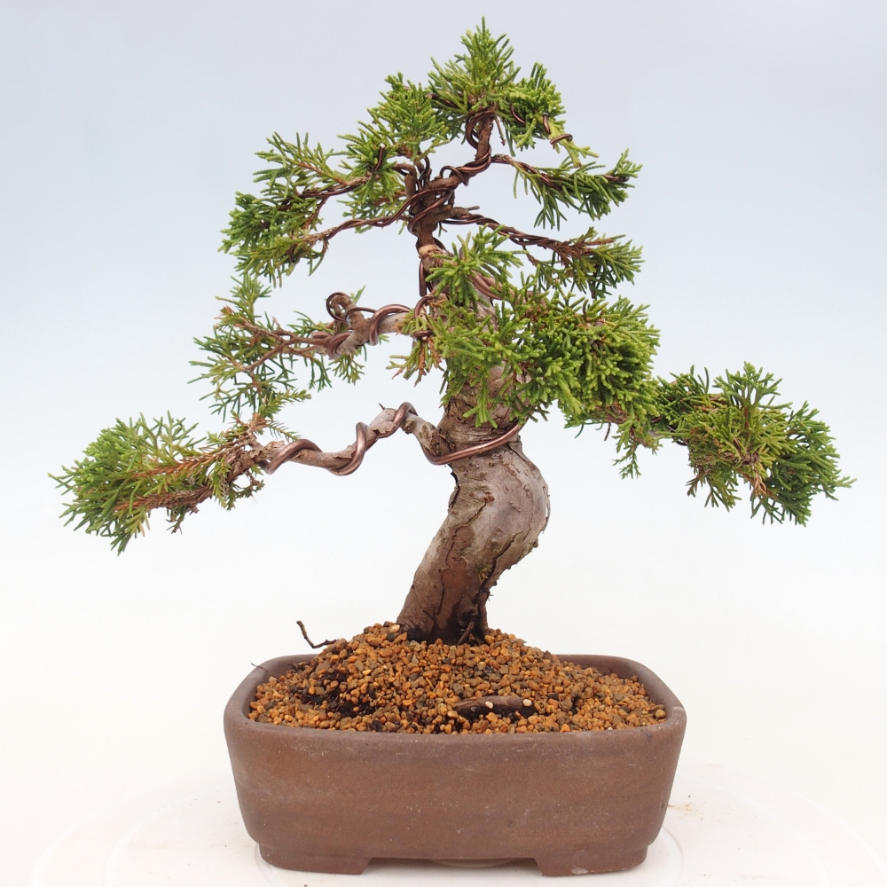 Bonsai voor buiten - Juniperus chinensis Itoigawa
