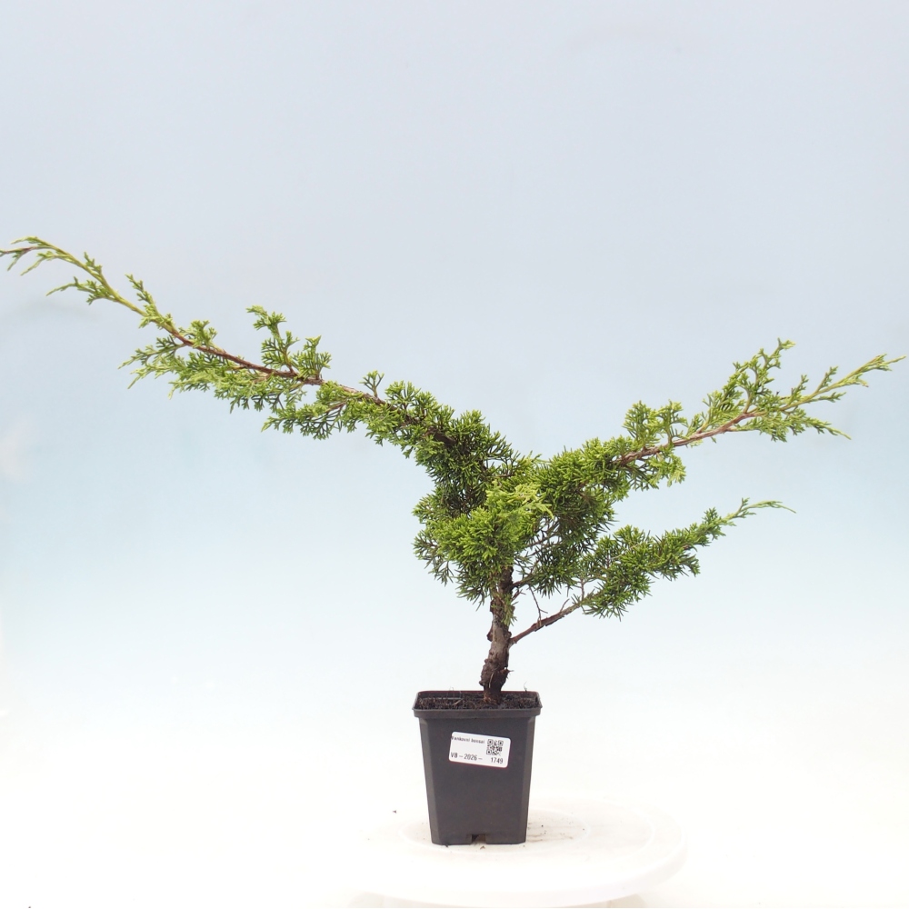 Bonsai voor buiten - Juniperus chinensis Itoigawa