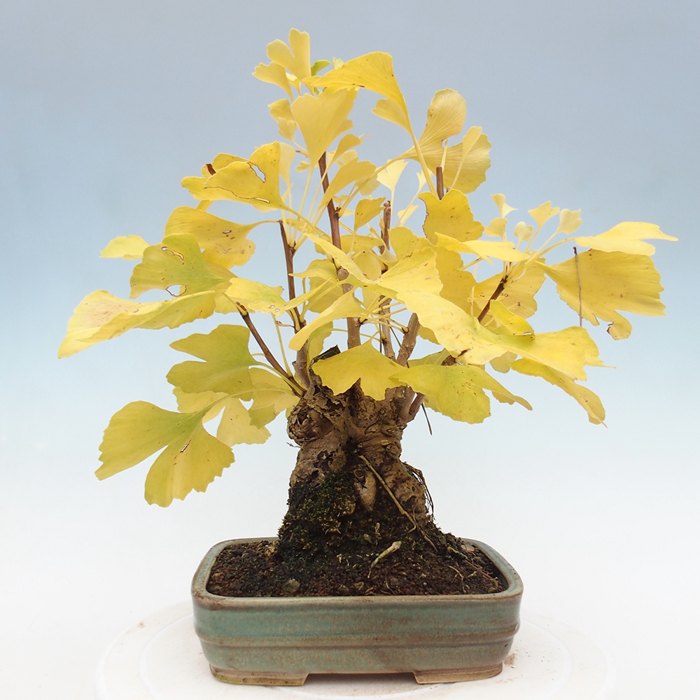 Bonsai voor buiten - Ginkgo biloba