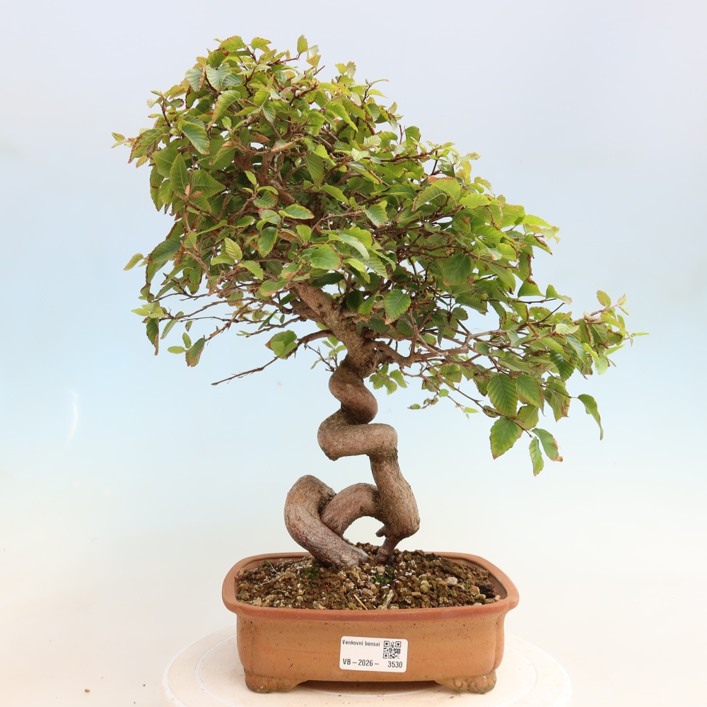 Bonsai voor buiten -Carpinus CARPINOIDES - Koreaanse haagbeuk