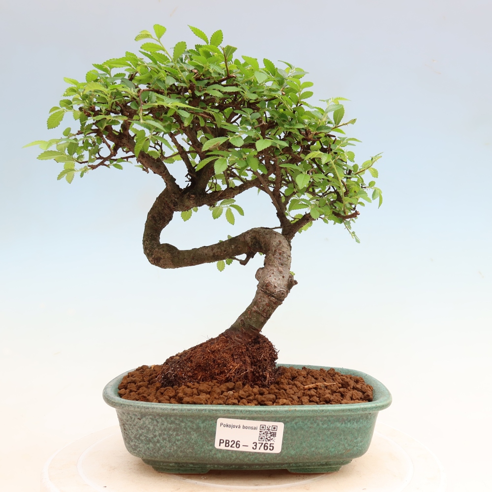 Kamerbonsai - Ulmus parvifolia - Winteriep