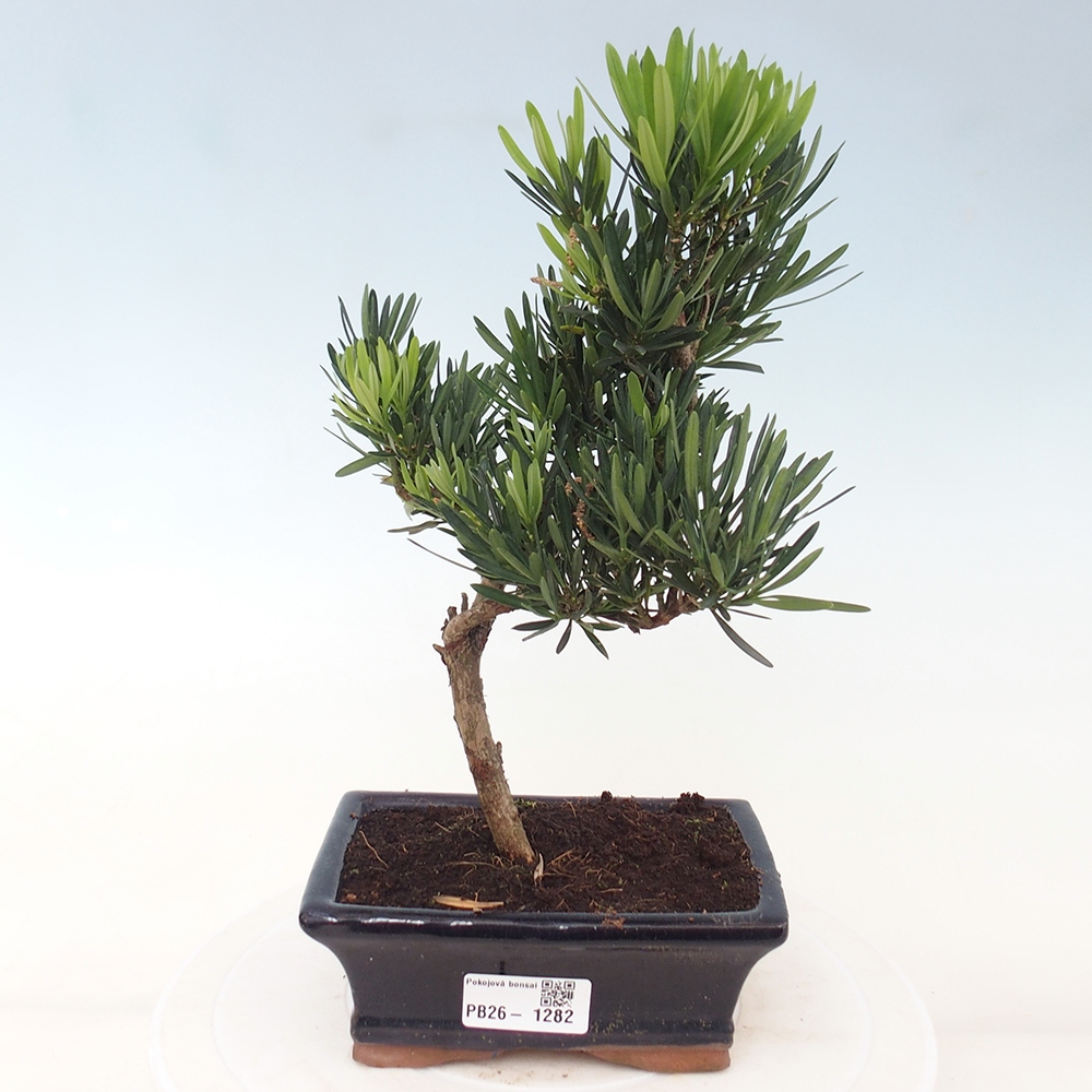 Kamerbonsai - Podocarpus - Taxus