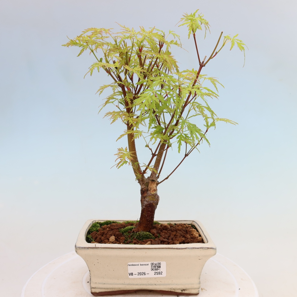 Bonsai voor buiten - Acer palmatum Dissectum