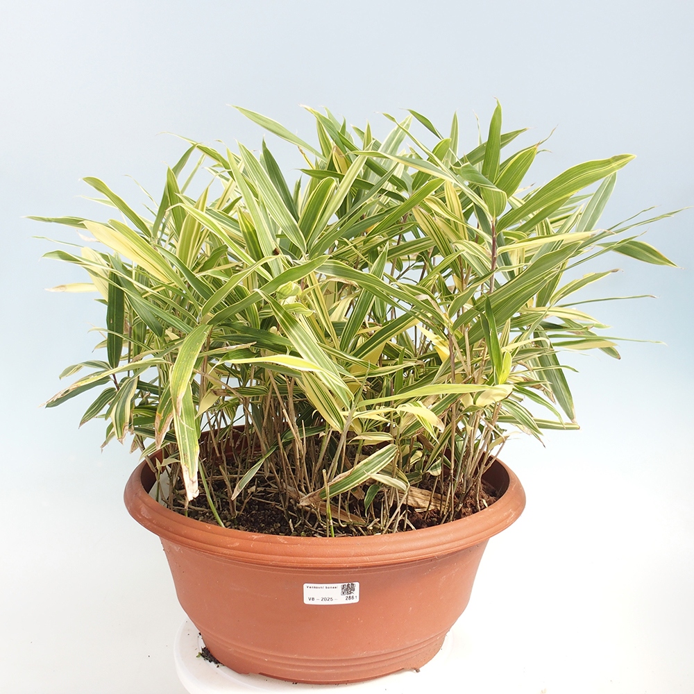 Bonsai voor buiten - Sasaella masamuneana Albostriata - Bamboe