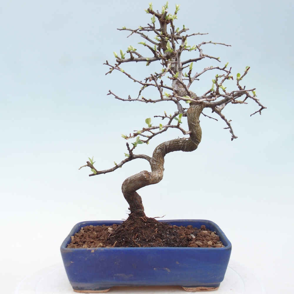 Bonsai voor buiten - Chaneomeles chinensis