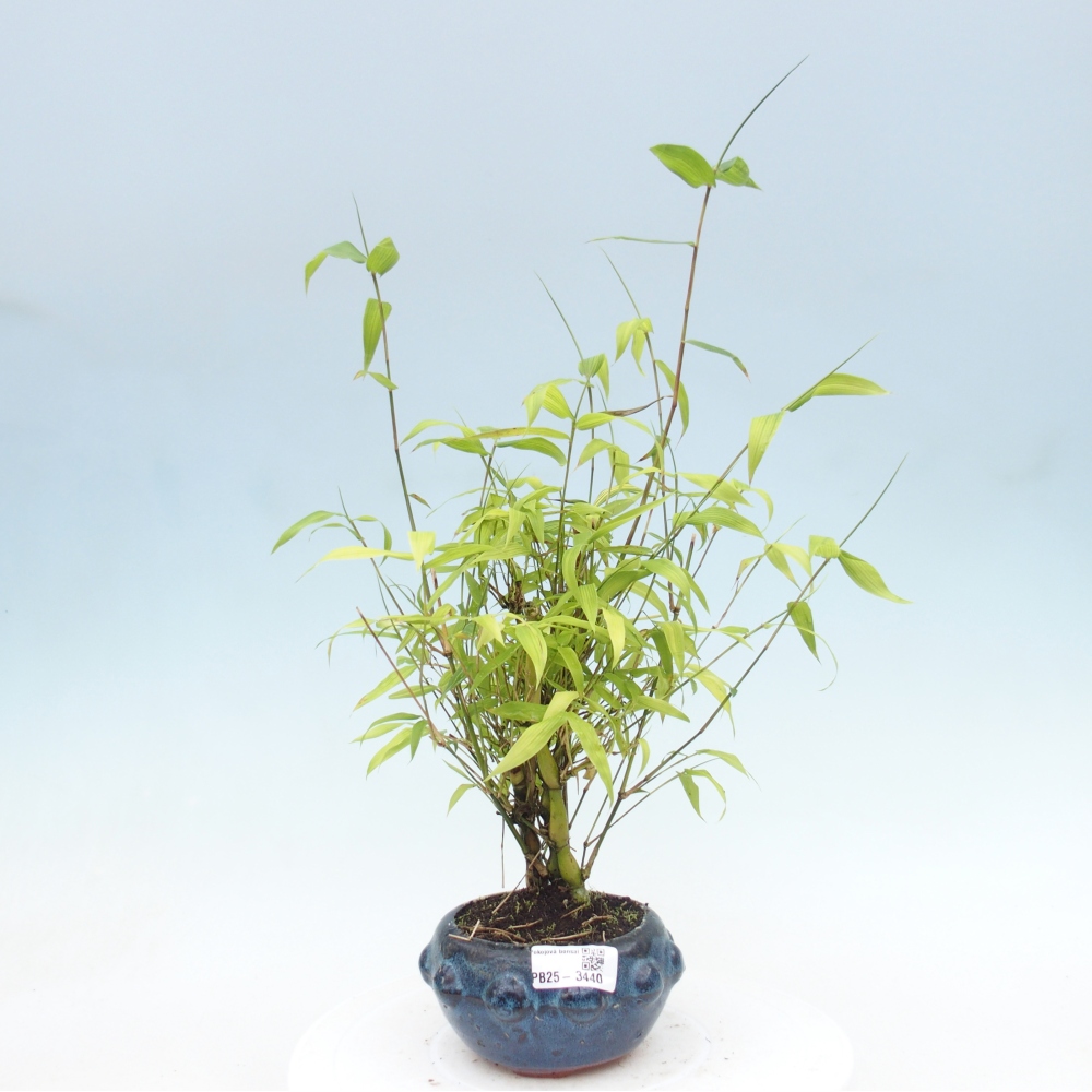 Kamerbonsai - Bamboe budha-Bamboe budha buik