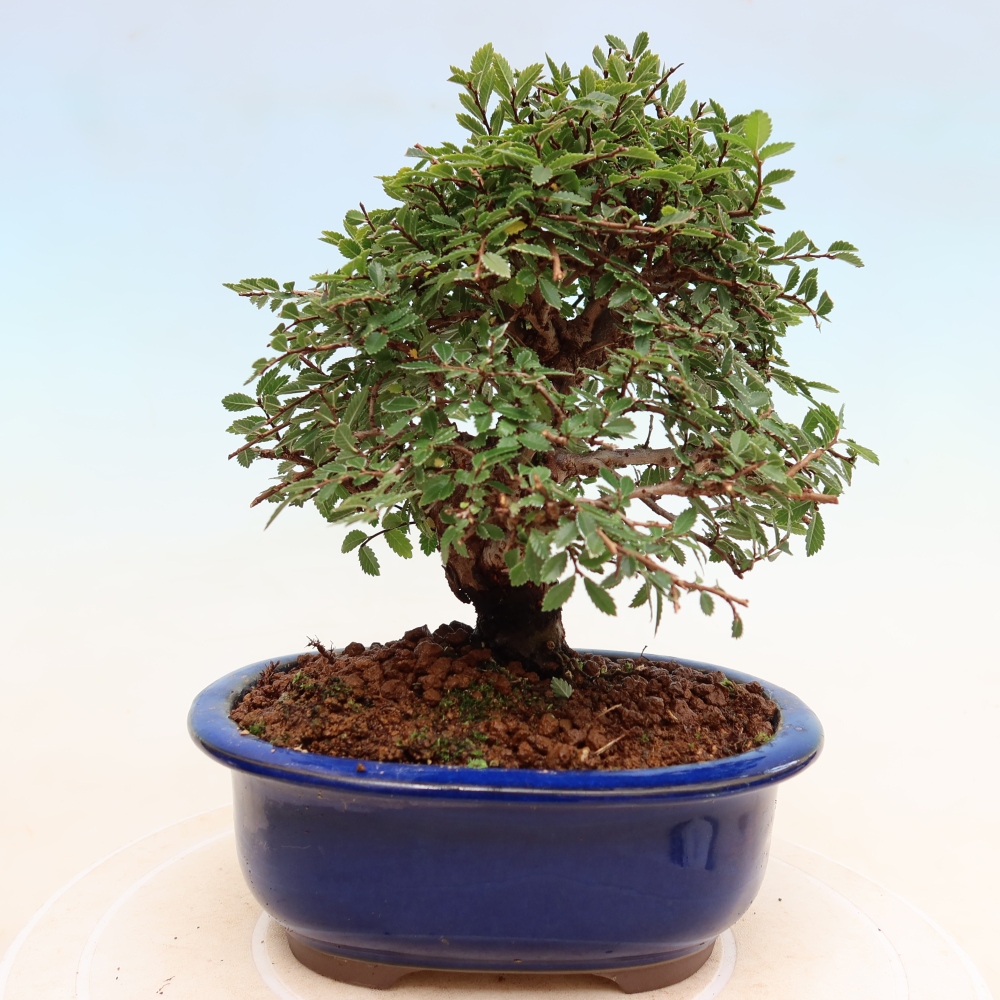 Bonsai voor buiten - Zelkova - Zelkova NIRE