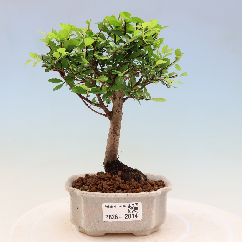 Kamerbonsai - Ulmus parvifolia - Winteriep