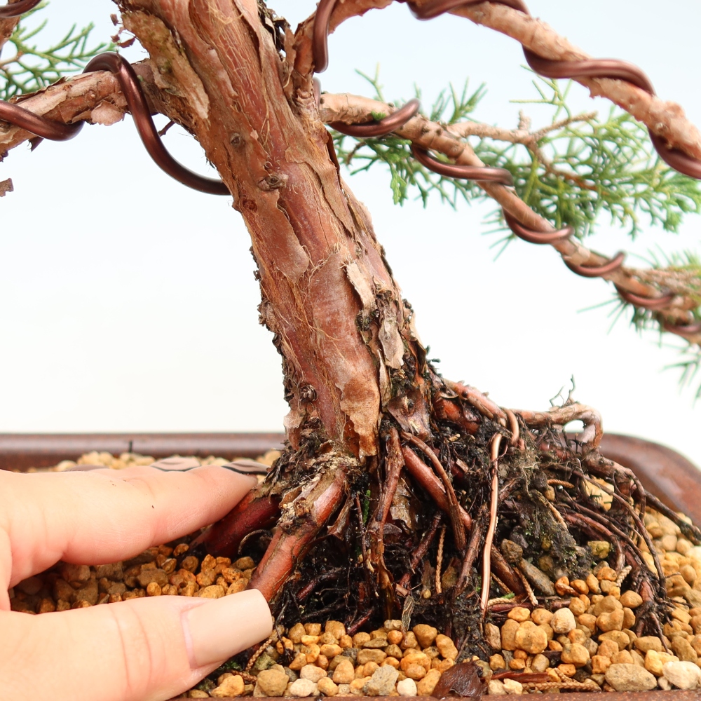 Bonsai voor buiten - Juniperus chinensis Kishu