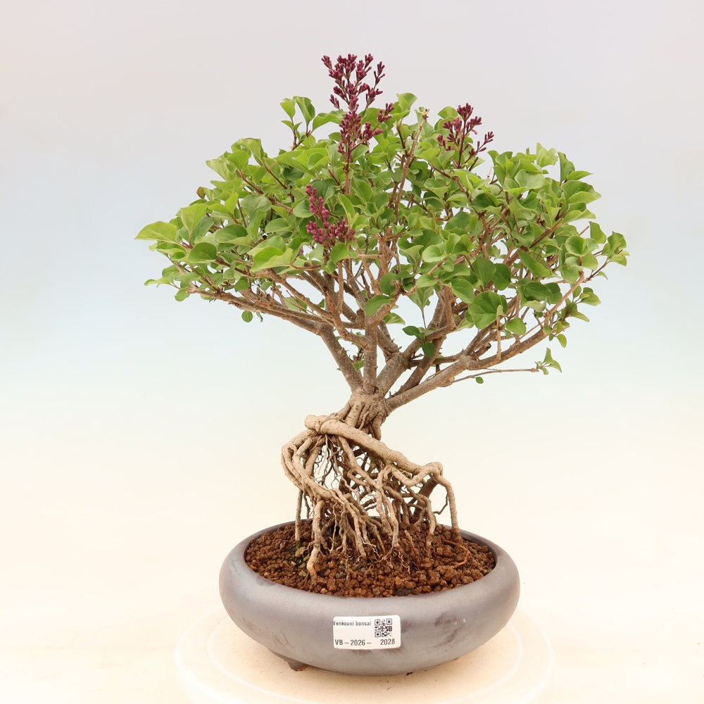Bonsai voor buiten - Syringa microphylla - kleinbloemige sering