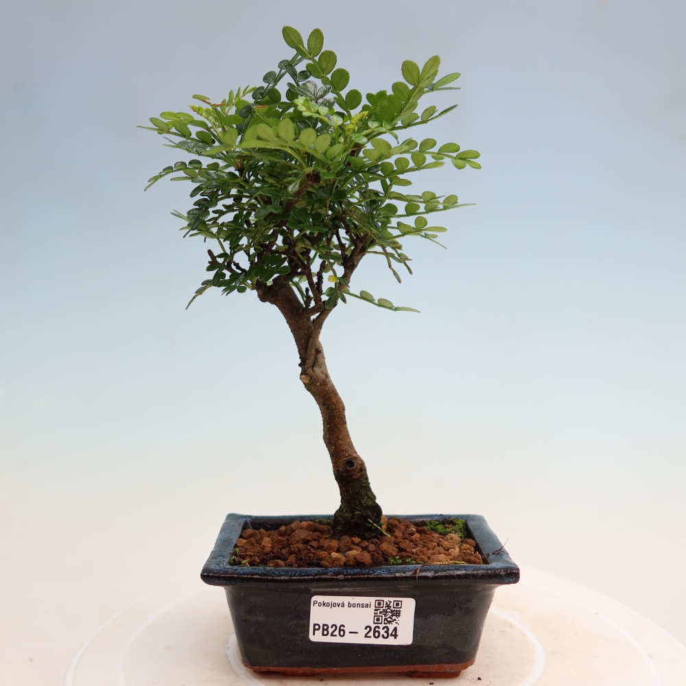 Kamerbonsai - Zantoxylum piperitum - peperboom