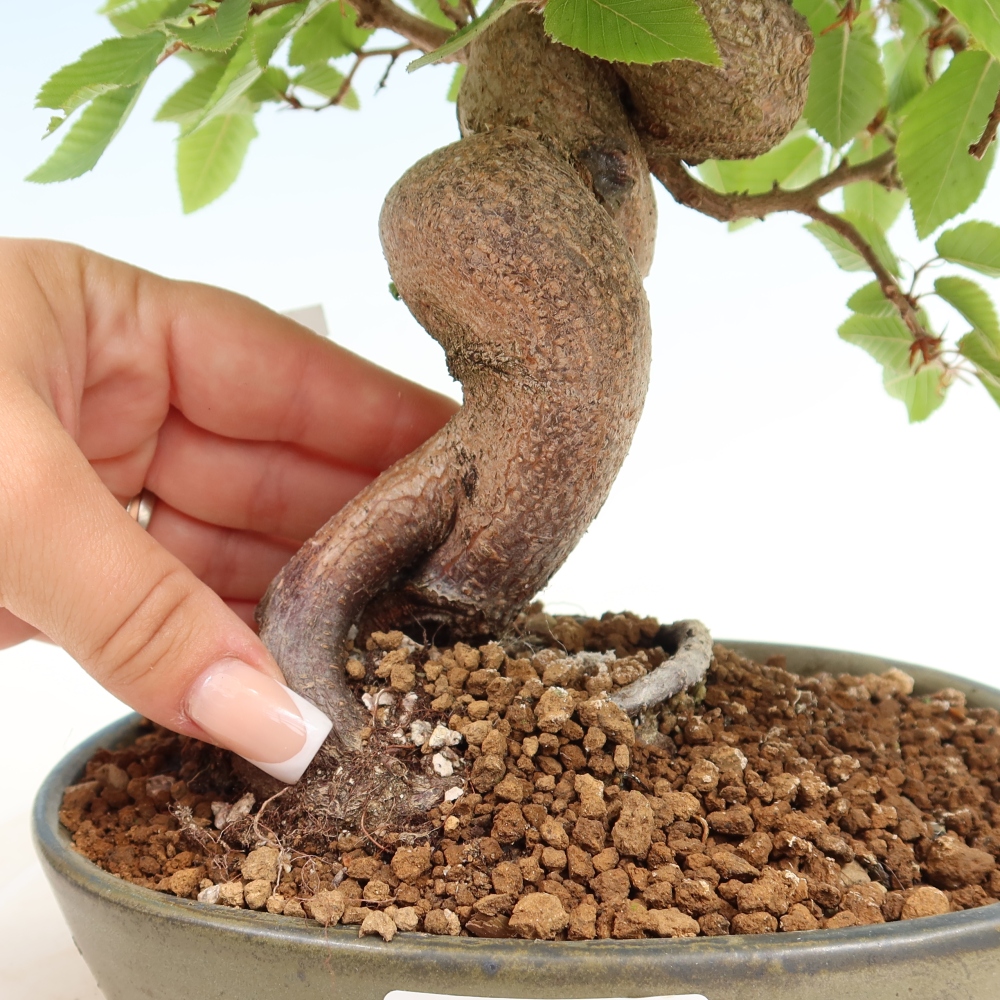 Bonsai voor buiten -Carpinus Coreana - Koreaanse haagbeuk