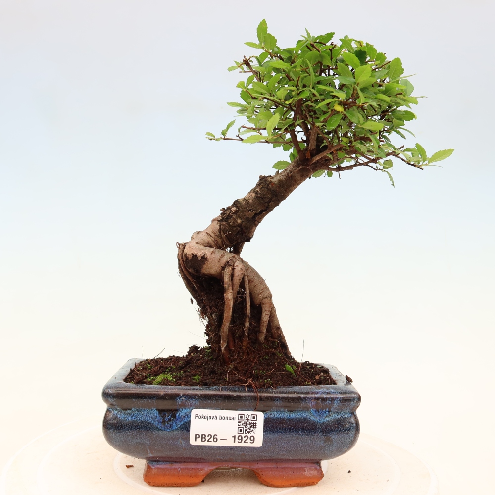 Kamerbonsai - Ulmus parvifolia - Winteriep