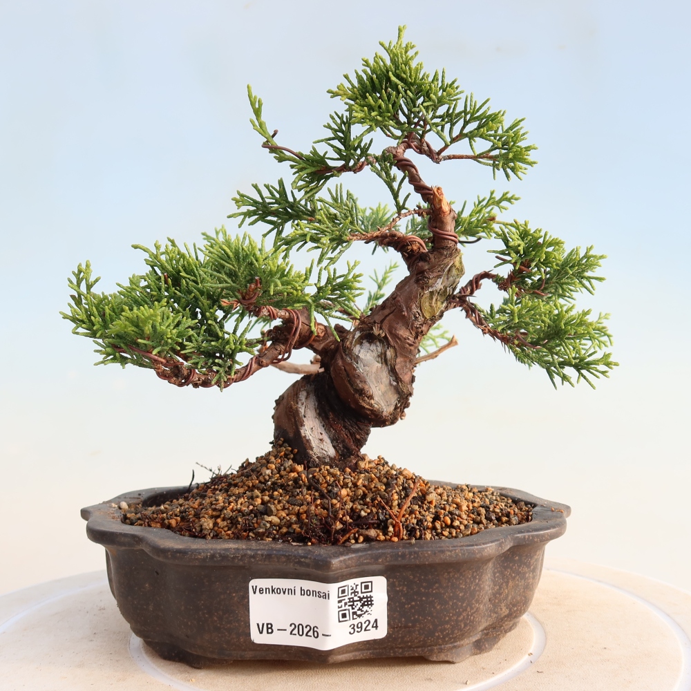 Bonsai voor buiten - Juniperus chinensis Itoigawa