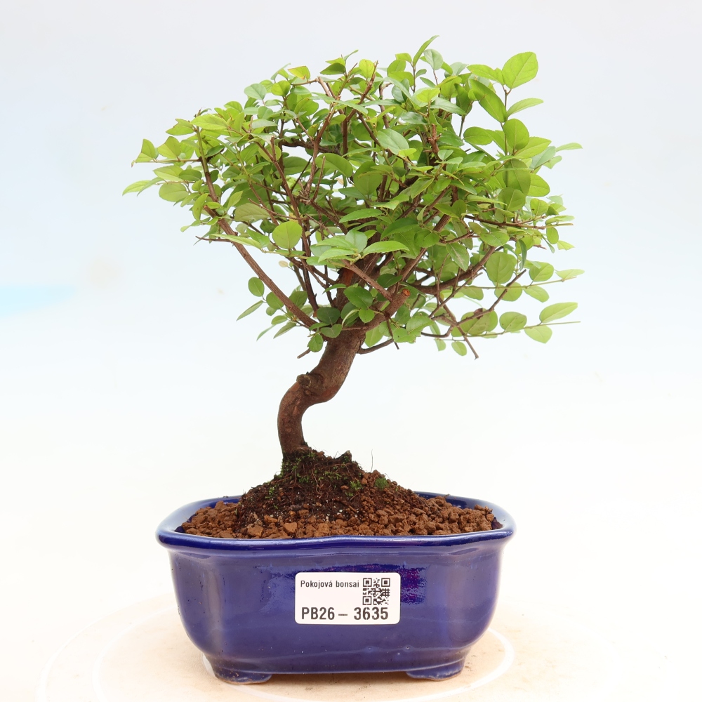 Kamerbonsai - Sageretia thea - Sageretia thea
