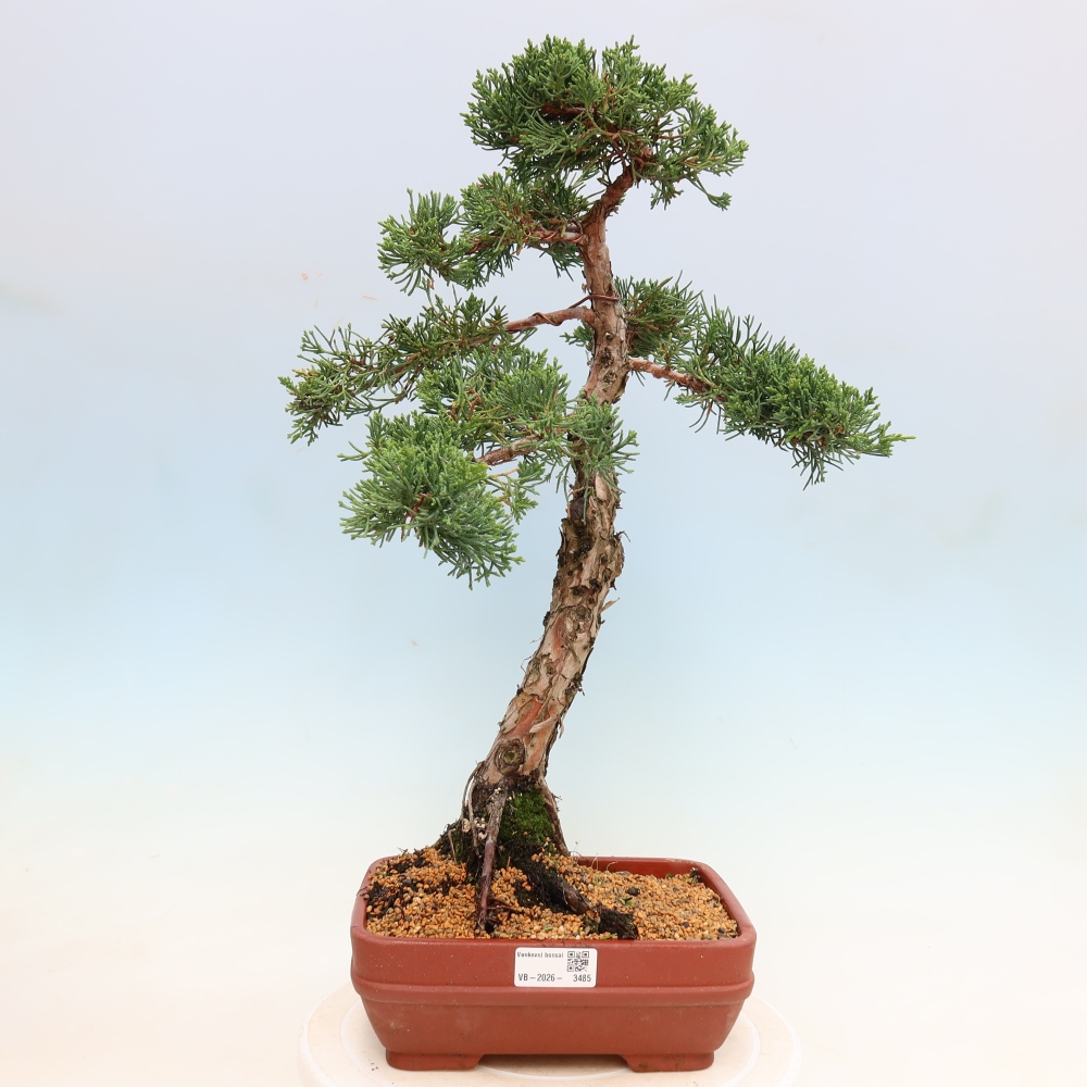 Bonsai voor buiten - Juniperus chinensis Kishu