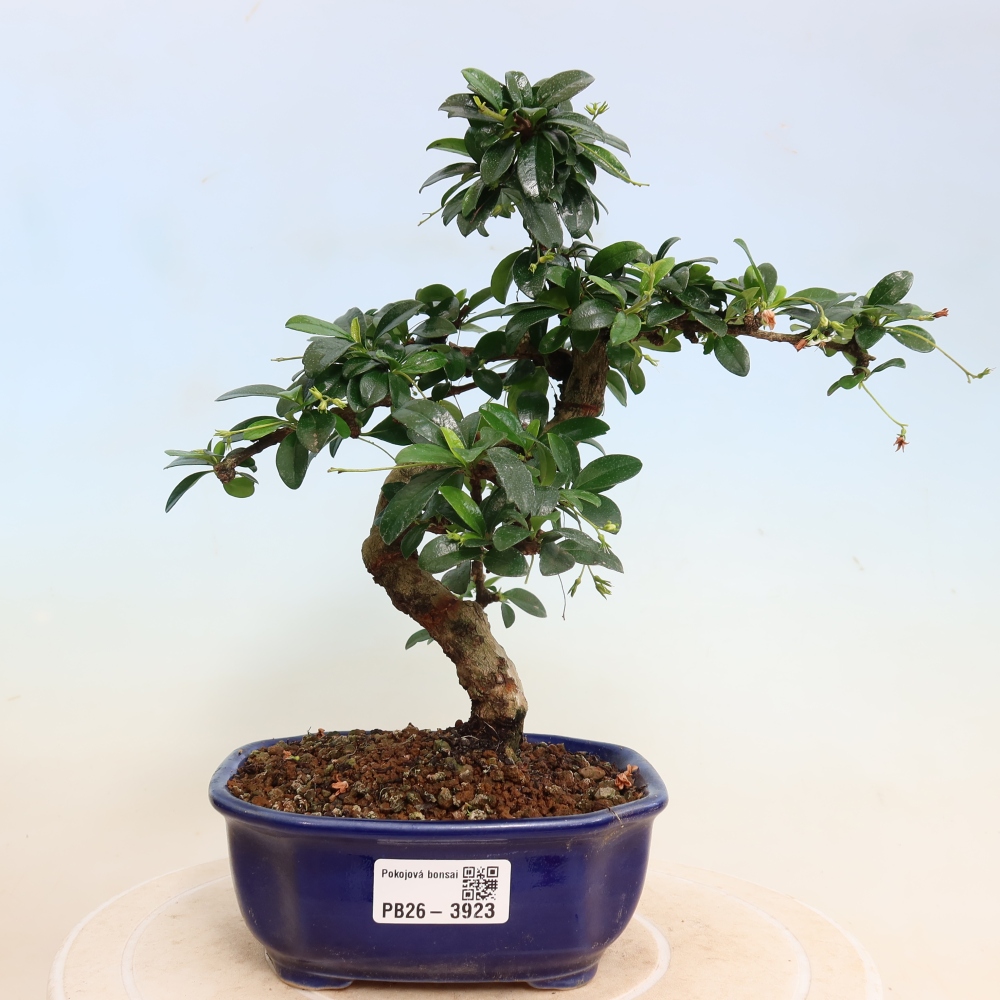 Kamerbonsai - Carmona macrophylla - Thee fuki