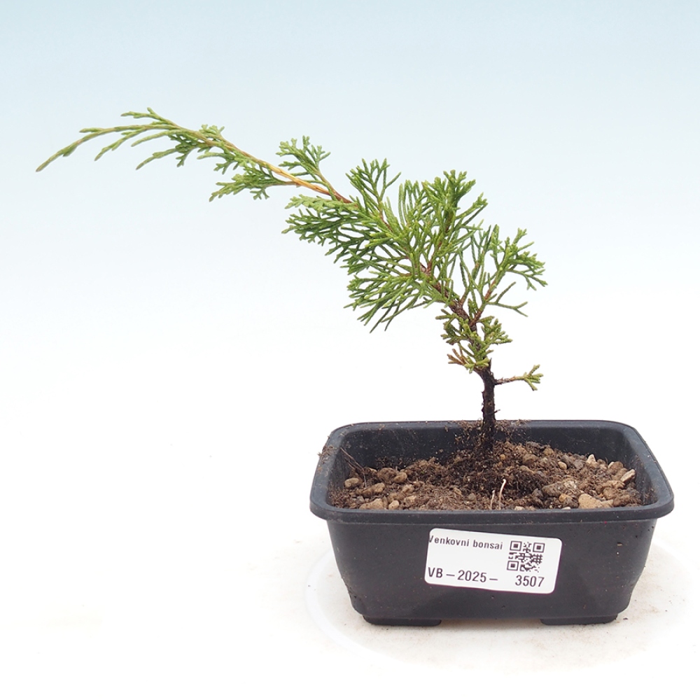 Bonsai voor buiten - Juniperus chinensis Itoigawa