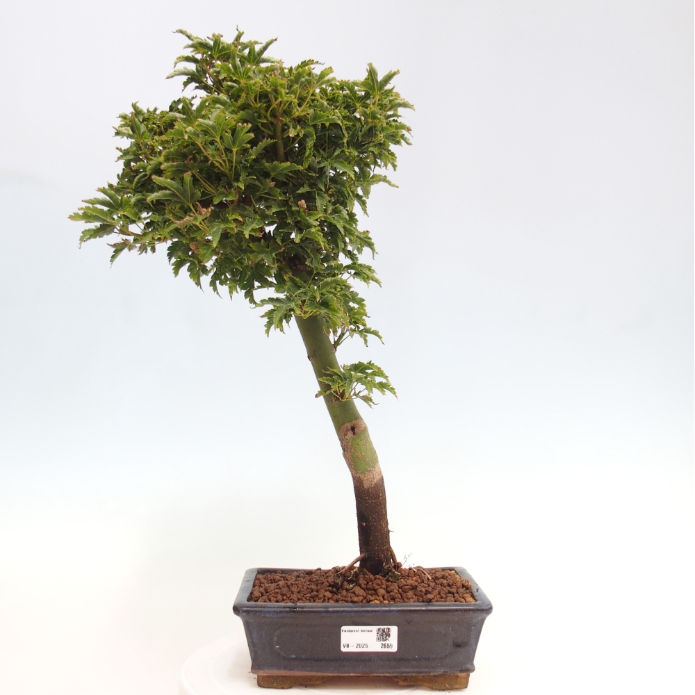 Bonsai voor buiten -Javor palm Acer palmatum Shishigashira