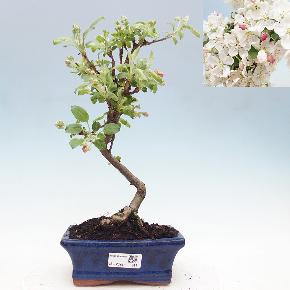Bonsai voor buiten -Malus halliana - Appelboom met kleine vruchten