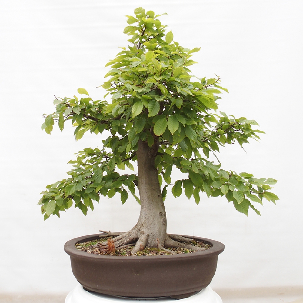 Bonsai voor buiten - Haagbeuk - Carpinus betulus