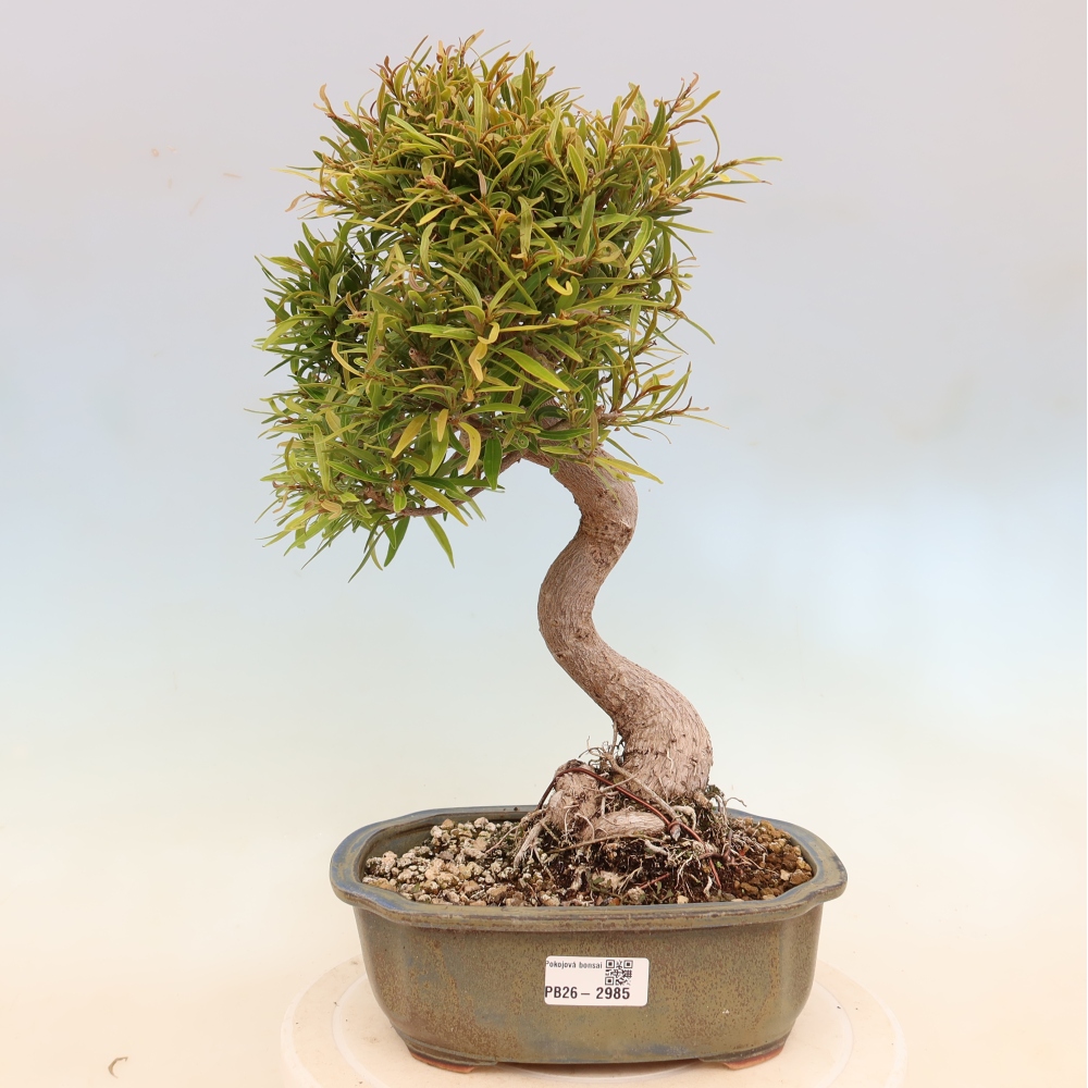 Kamerbonsai - Ficus nerifolia - kleinbladige ficus