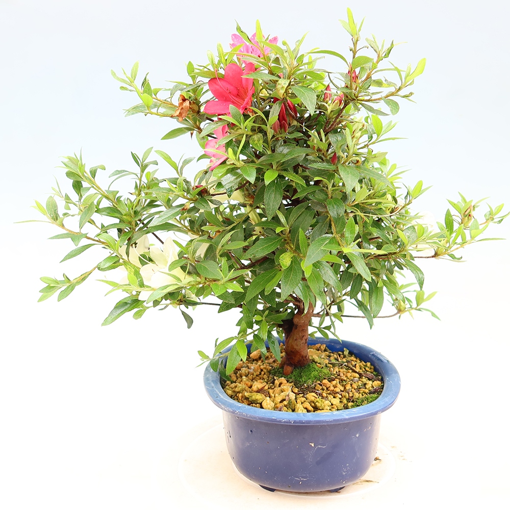Bonsai voor buiten - Japanse Azalea - Azalea Suigootome
