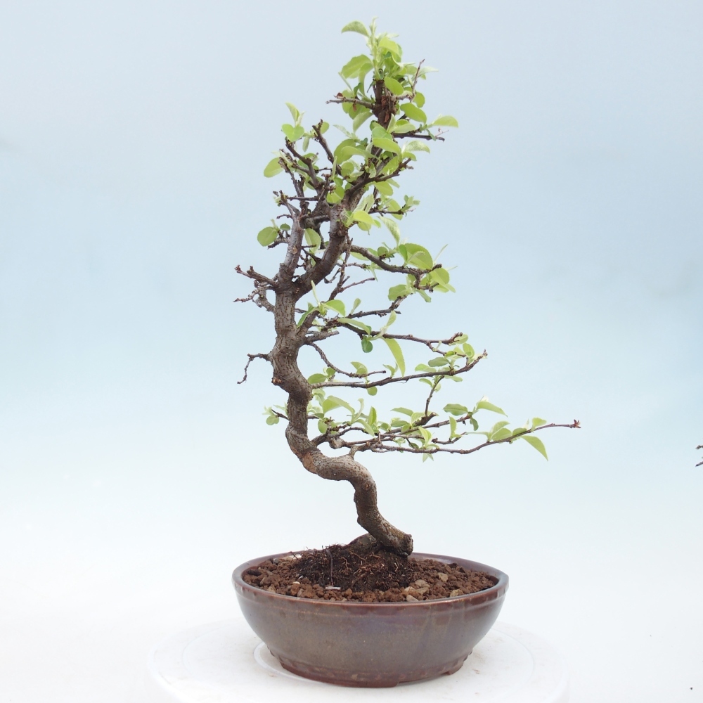 Bonsai voor buiten - Chaneomeles chinensis