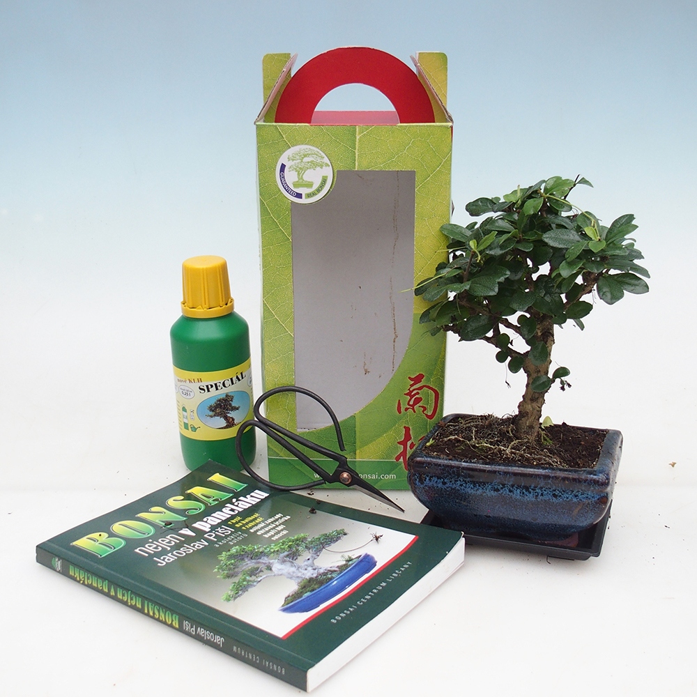 Kamerbonsai in geschenkverpakking Carmona microphylla - Thee fuki