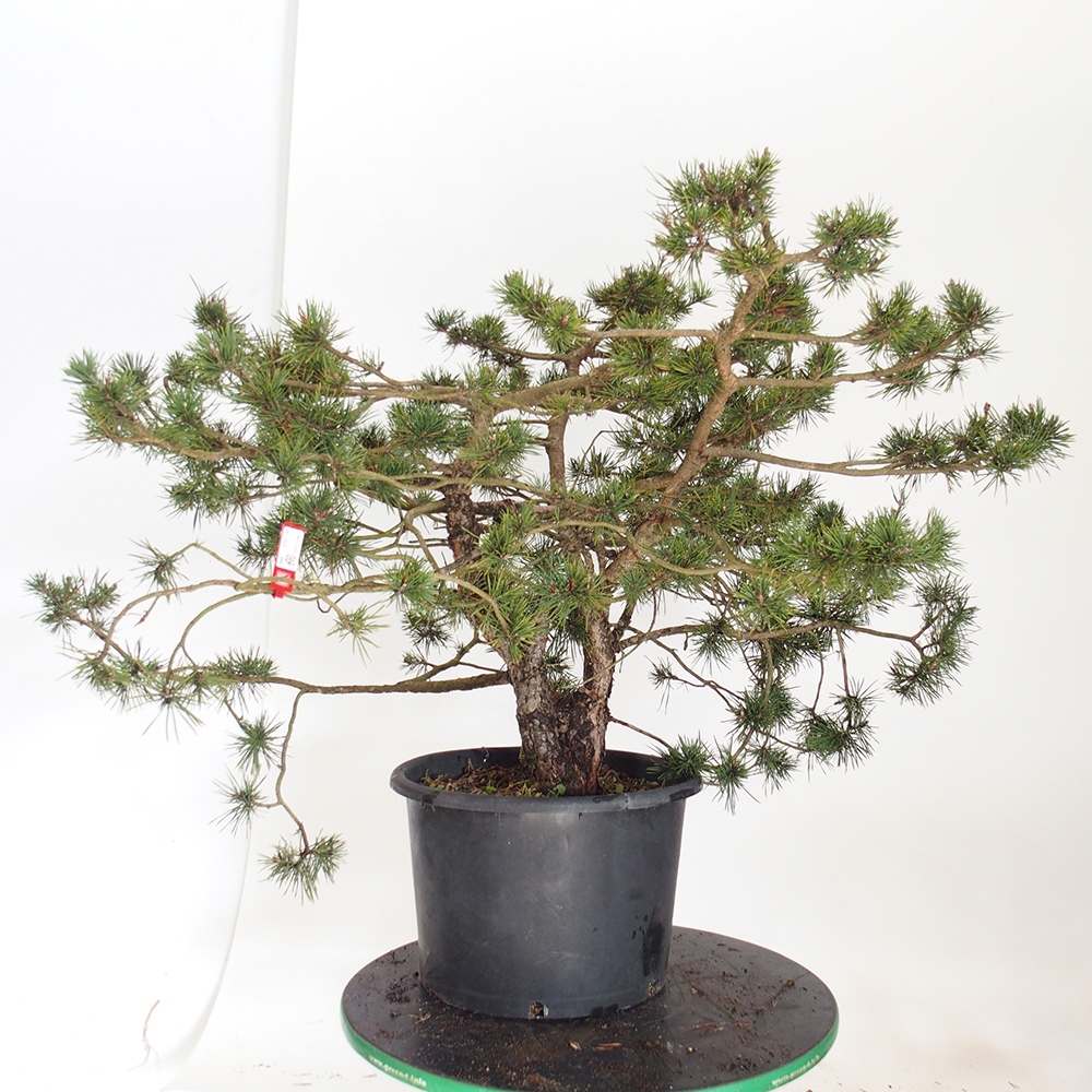 Yamadori - Pinus sylvestris Spanje