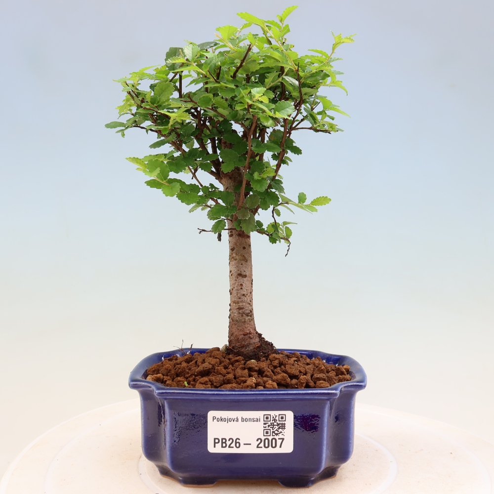 Kamerbonsai - Ulmus parvifolia - Winteriep