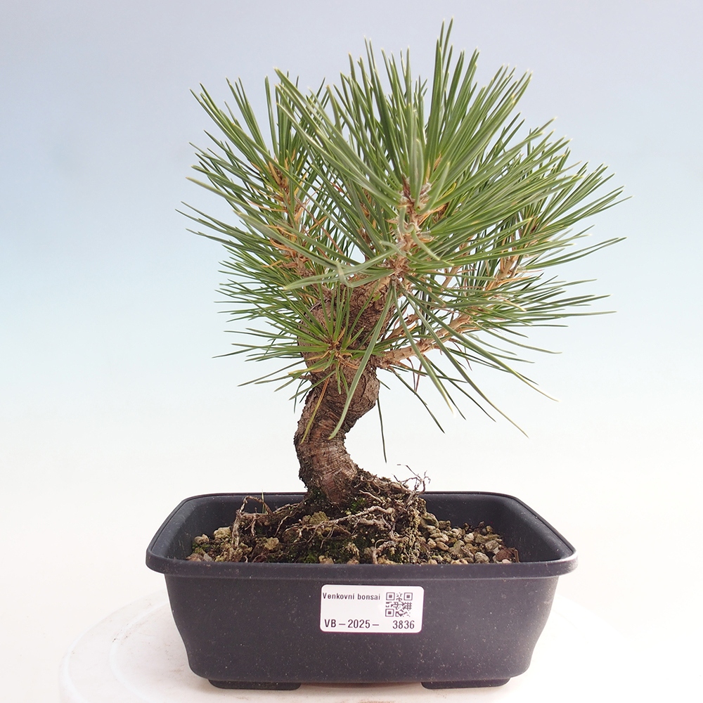 Bonsai voor buiten - Pinus thunbergii - Thunberg den