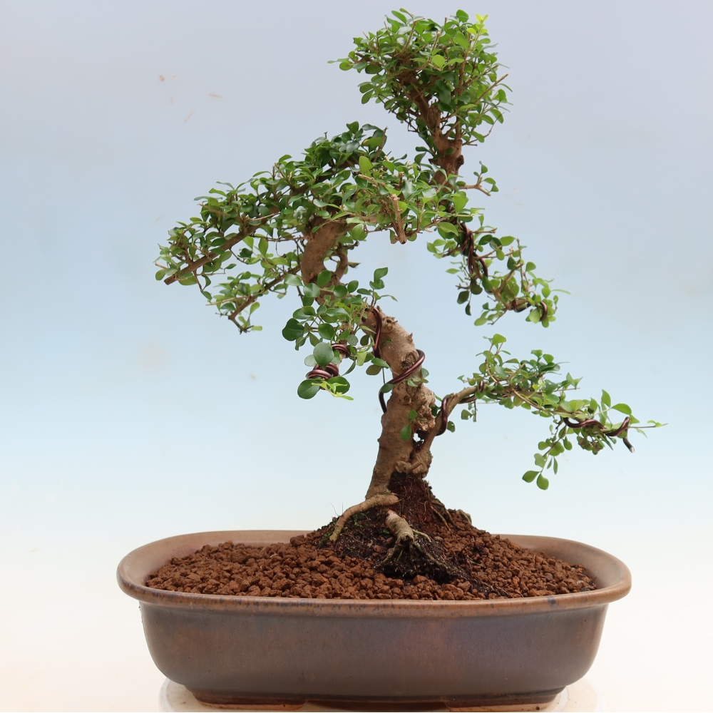 Kamerbonsai -Ligustrum retusa - kleinbladige vogelbek