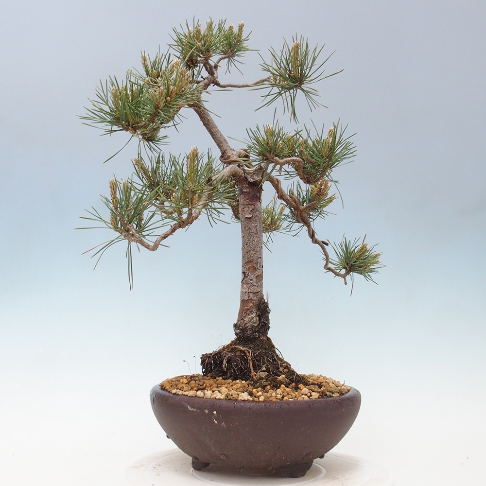 Bonsai voor buiten - Pinus Sylvestris Watererri - grove den