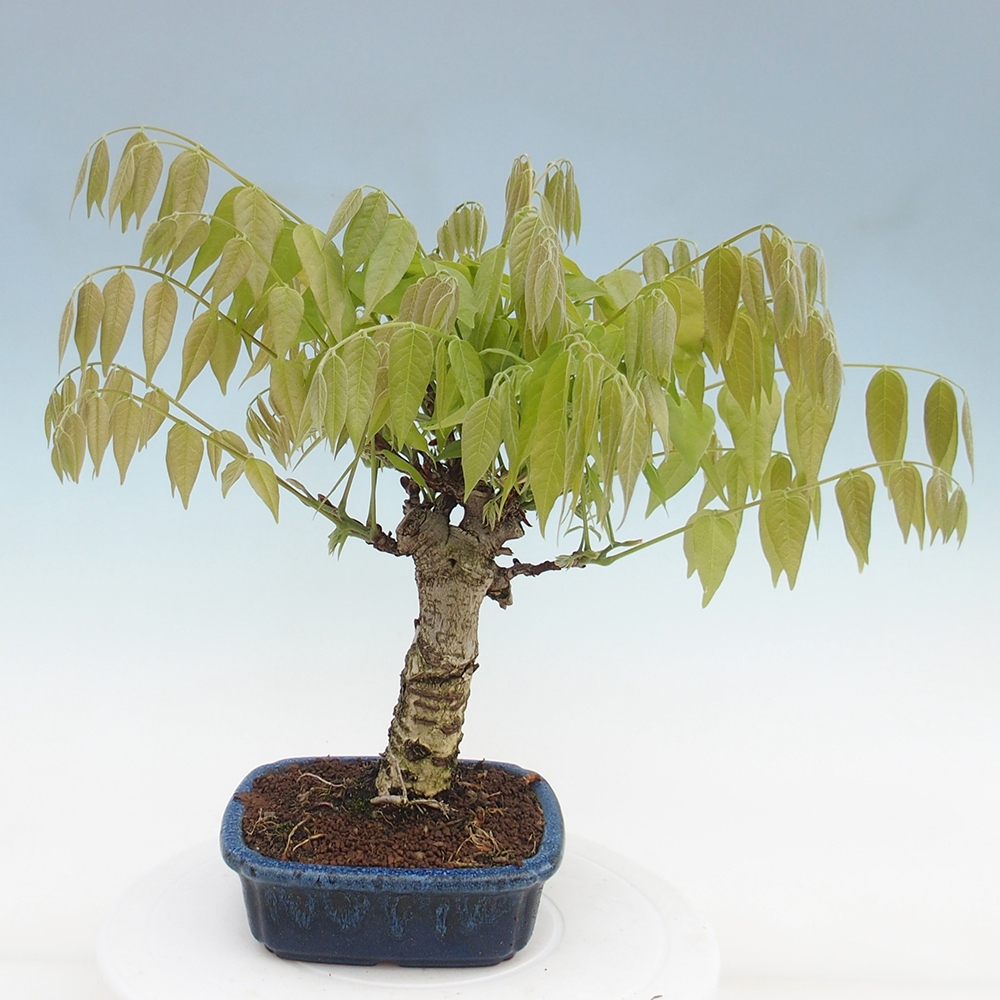 Bonsai voor buiten - Wisteria floribunda