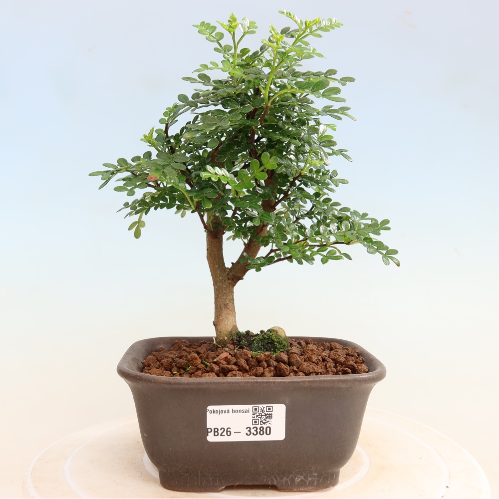 Kamerbonsai - Zantoxylum piperitum - peperboom