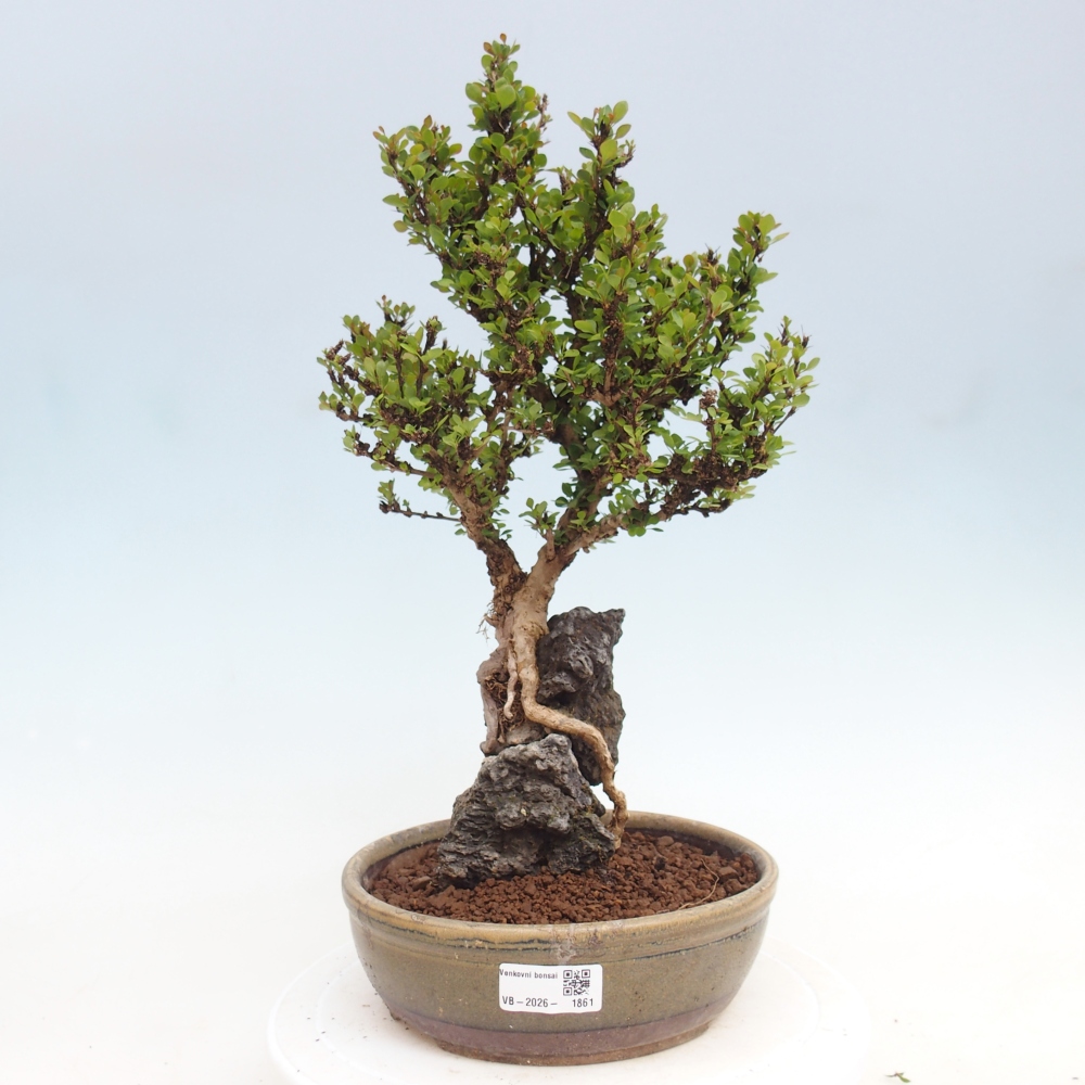 Bonsai voor buiten - Berberis coreana