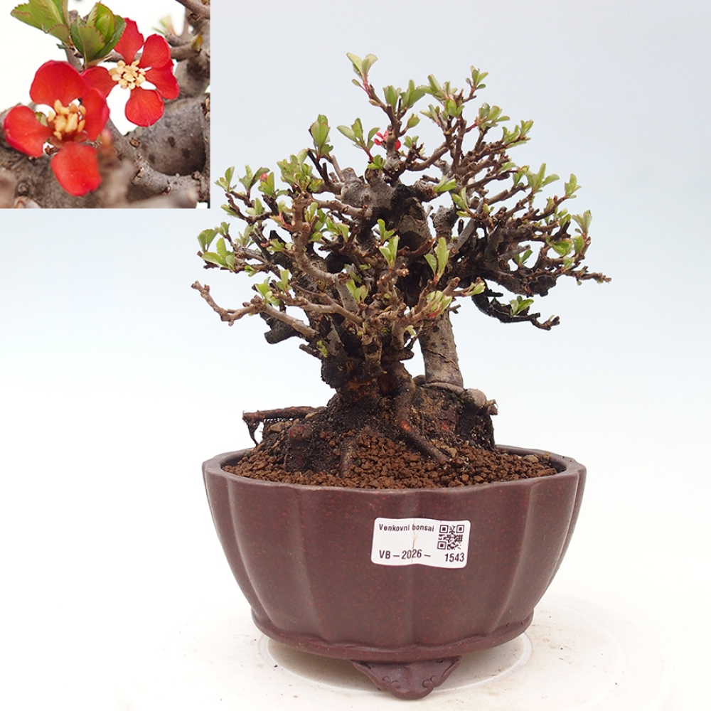 Bonsai voor buiten - Chaneomeles speciosa - Kweepeer