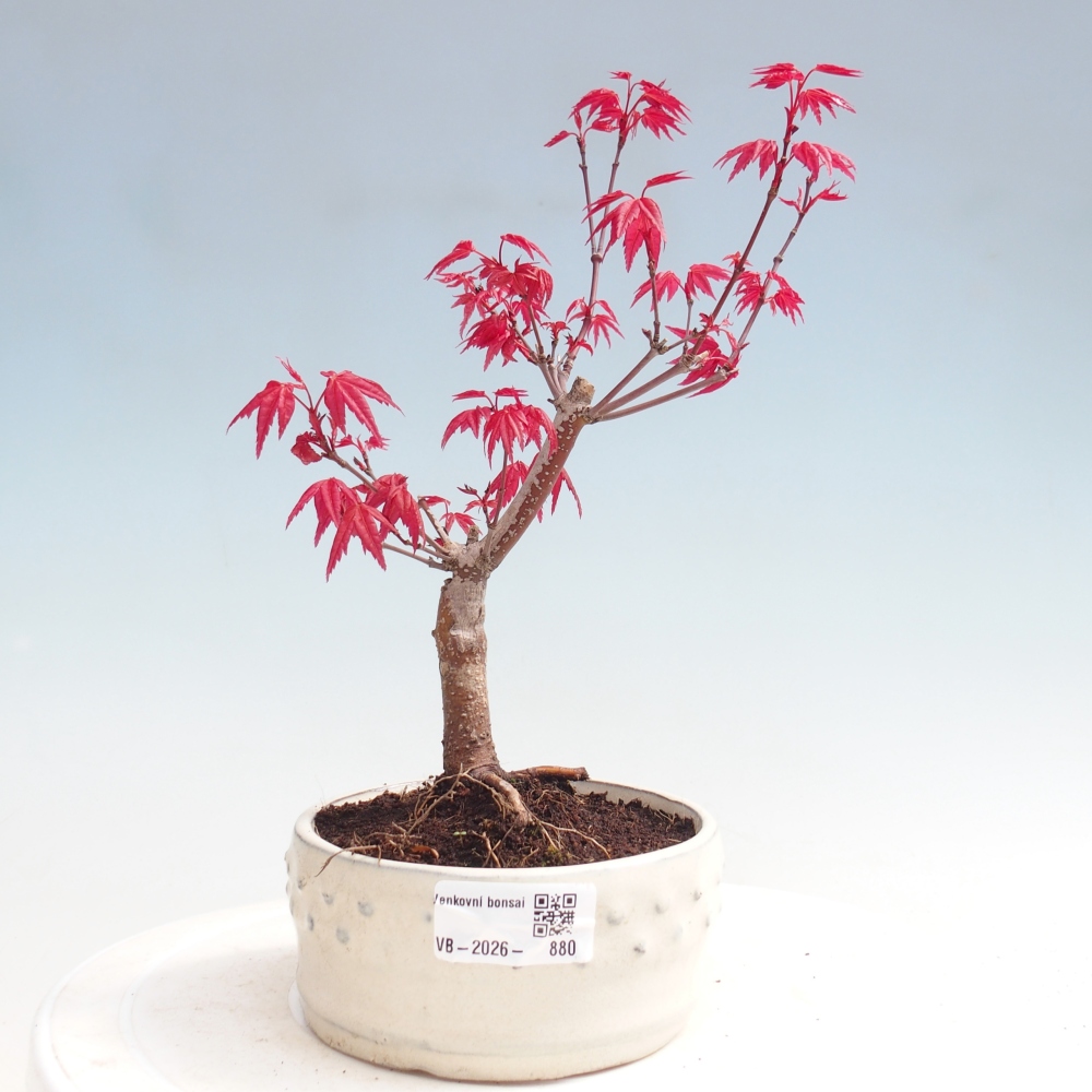 Bonsai voor buiten - Acer palmatum DESHOJO