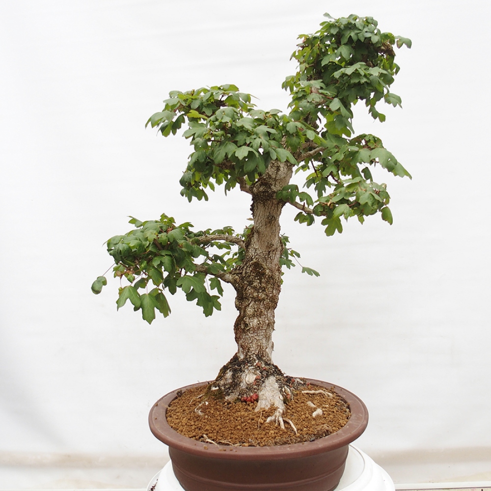 Bonsai voor buiten -Javor babyka - Acer campestre