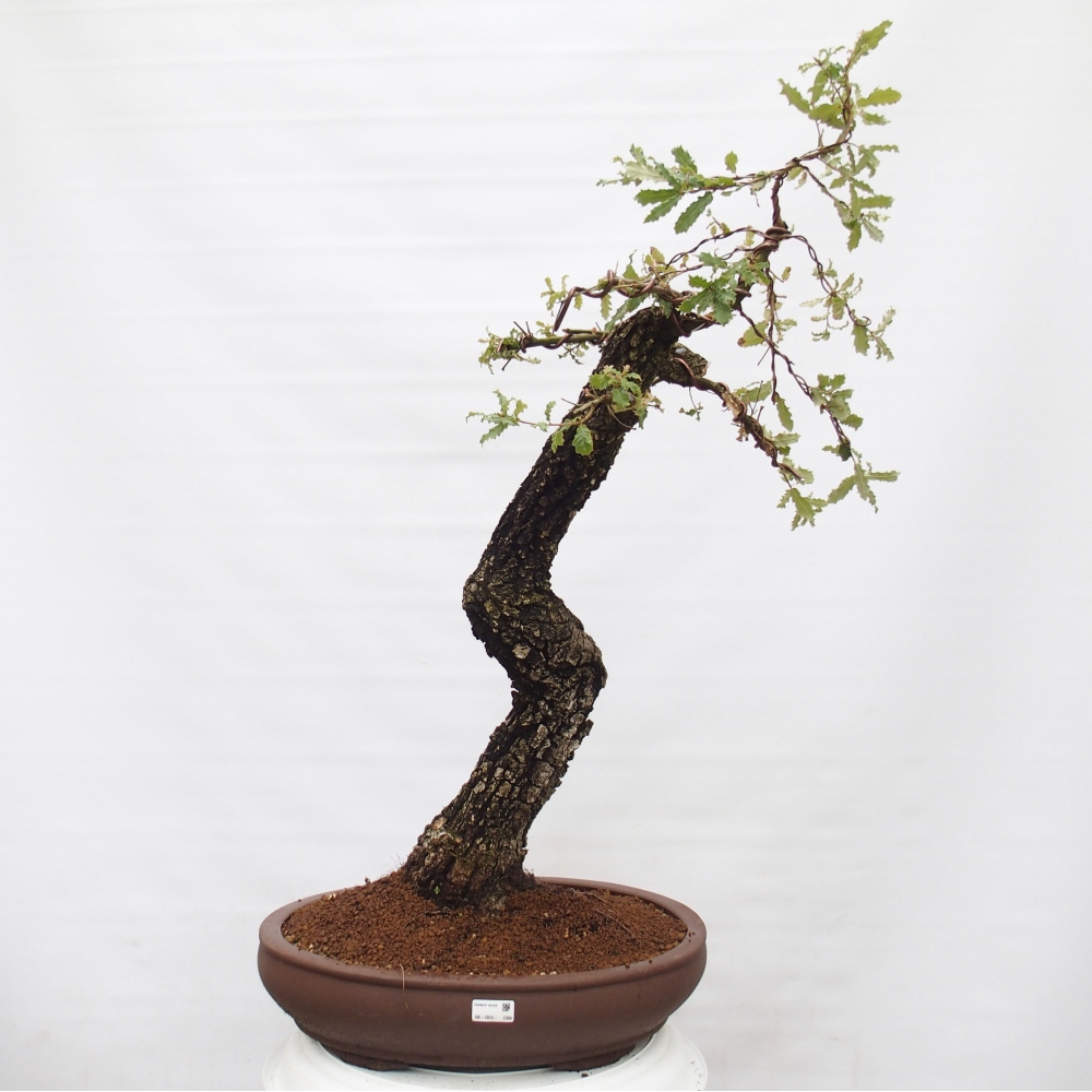 Yamadori - Quercus Ilex -Oakhulst