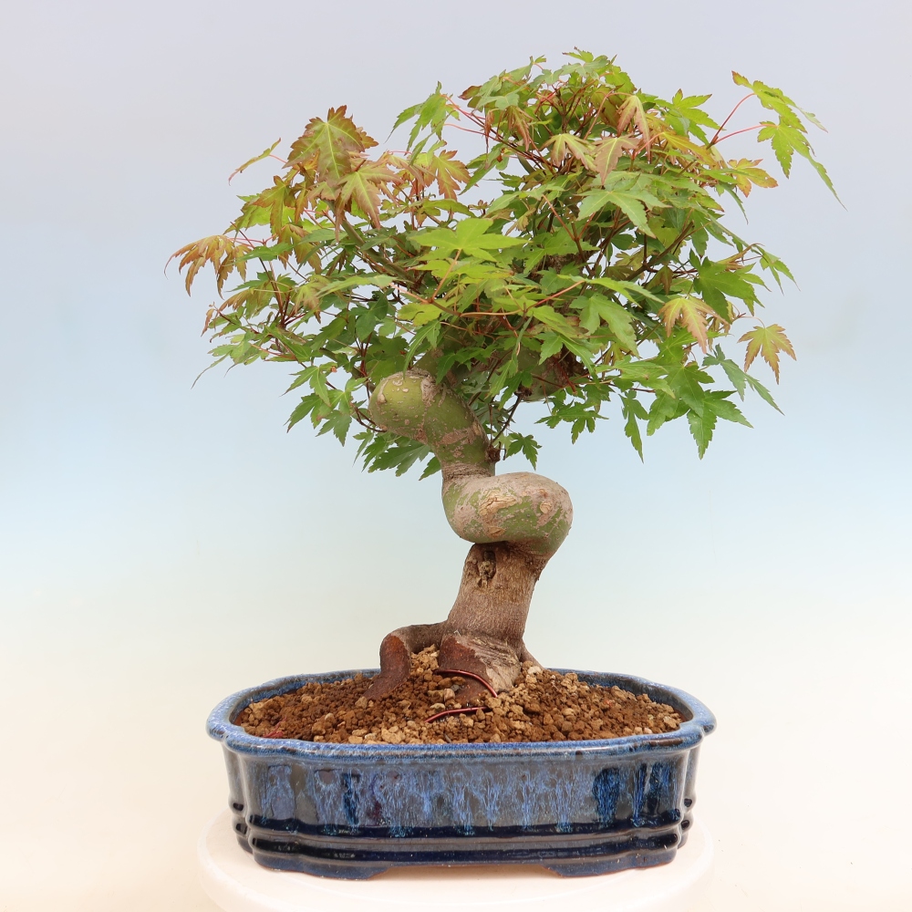 Bonsai voor buiten - Esdoorn Burger - Acer Burgerianum