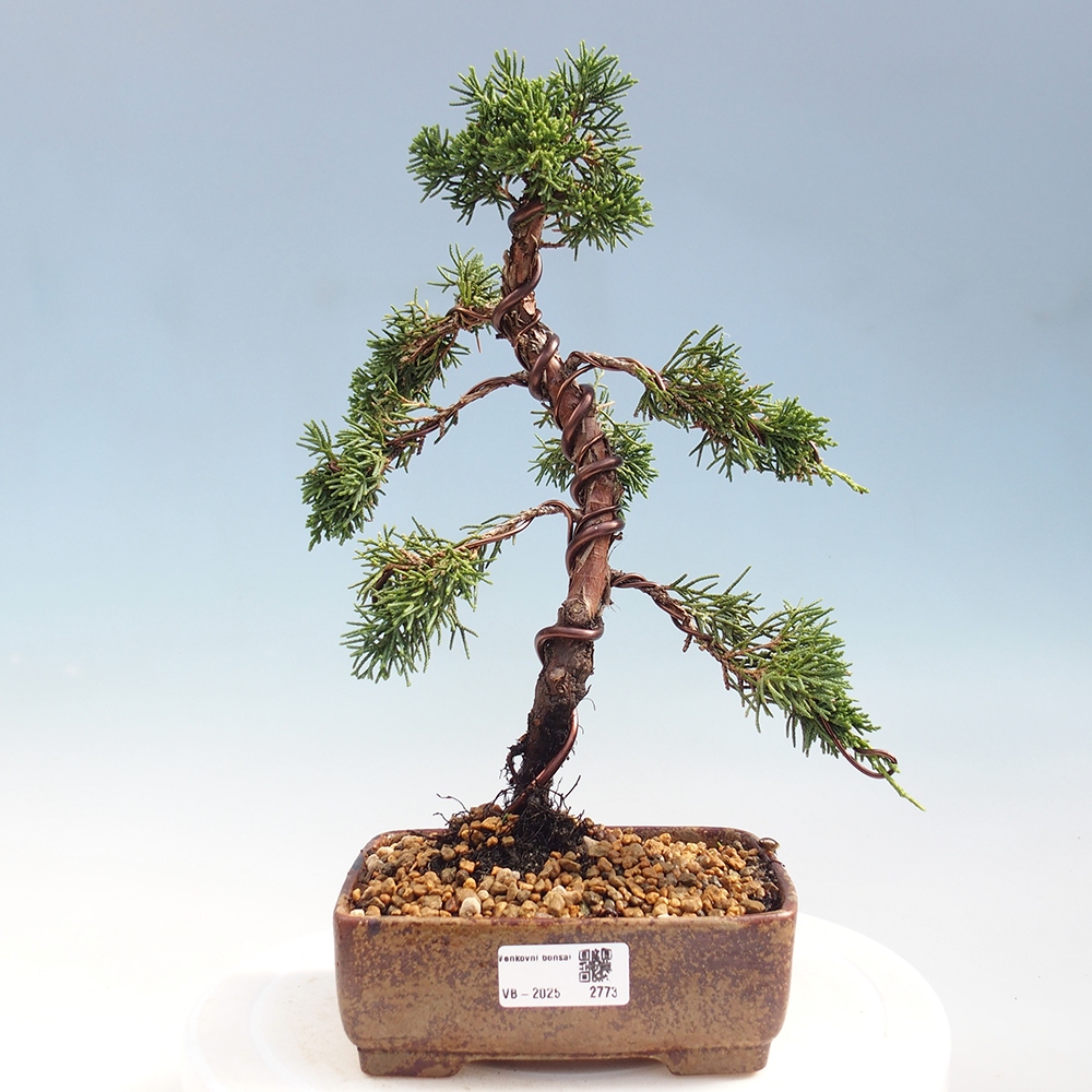 Bonsai voor buiten - Juniperus chinensis Kishu