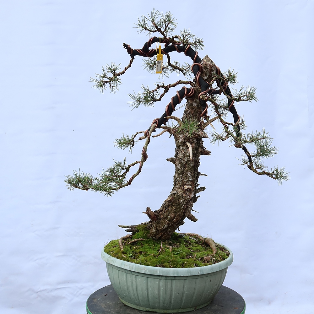 Pinus sylvestris Spanje - grove den