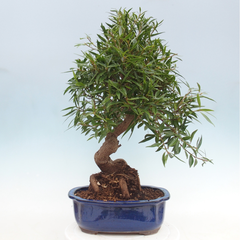 Kamerbonsai - Ficus nerifolia - kleinbladige ficus