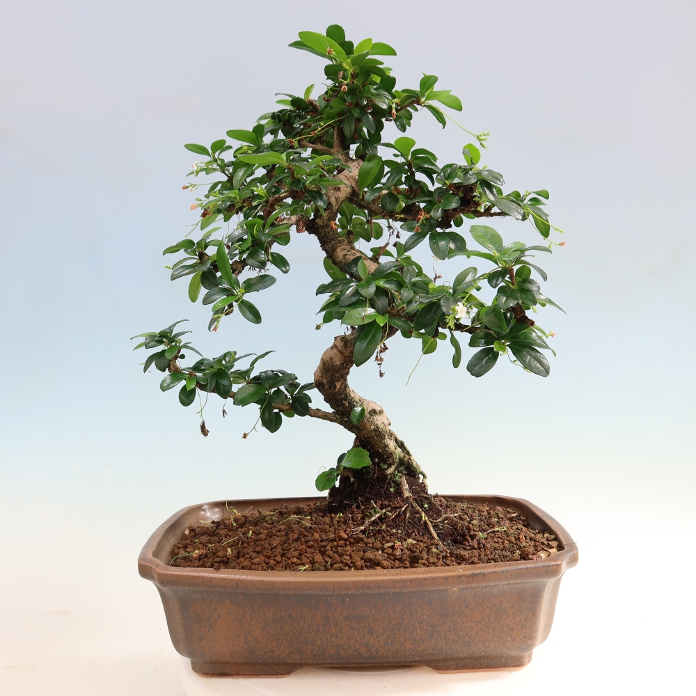 Kamerbonsai - Carmona macrophylla - Thee fuki