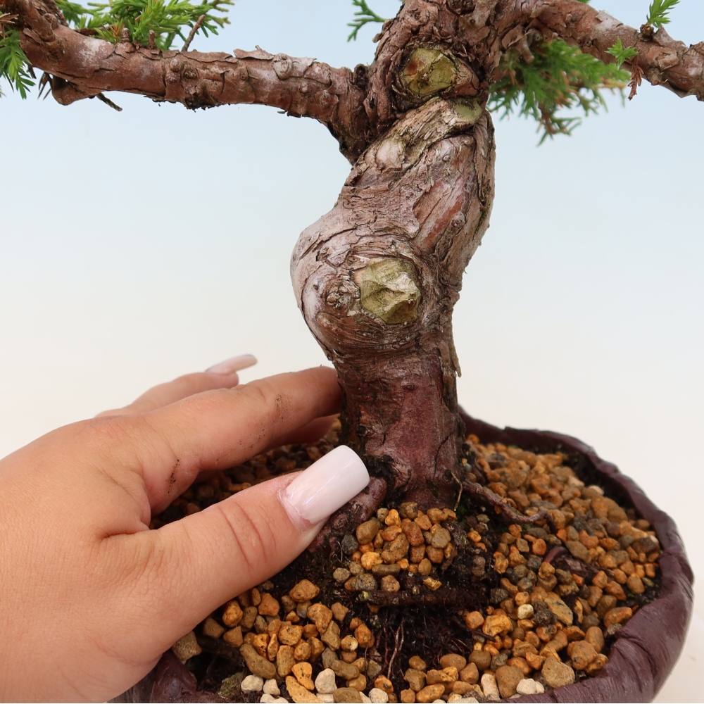 Bonsai voor buiten - Juniperus chinensis Itoigawa