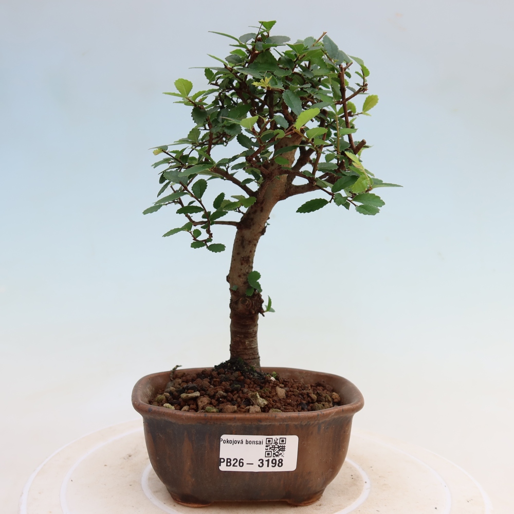 Kamerbonsai - Ulmus parvifolia - Winteriep