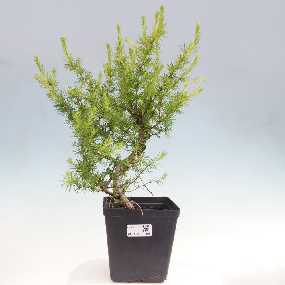 Bonsai voor buiten -Larix decidua - Lariks
